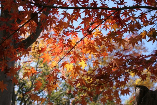 シグマ 28mm F1.8 EX DG ASPHERICAL MACRO投稿画像・動画 - 価格.com シグマ 28mm F1.8 EX DG ASPHERICAL MACRO投稿画像・動画 - 価格.com