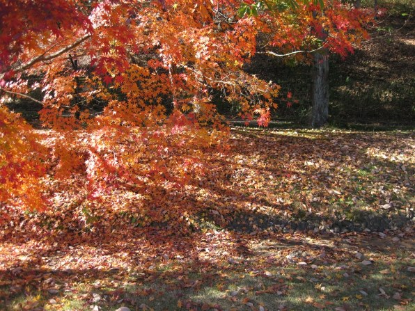 CANON IXY DIGITAL 25 IS 価格比較 - 価格.com