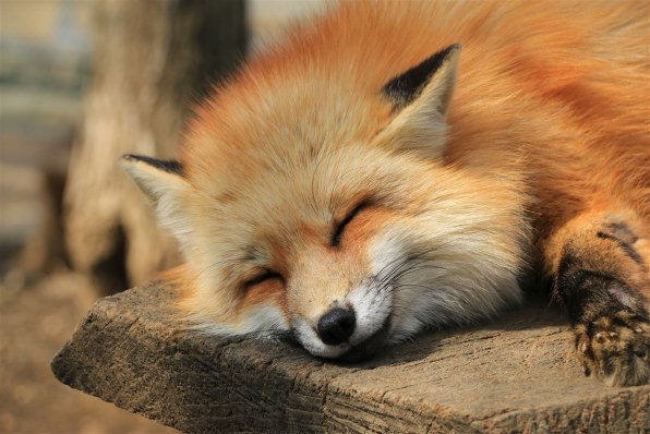 CANON EOS 70D ボディ レビュー評価・評判 - 価格.com