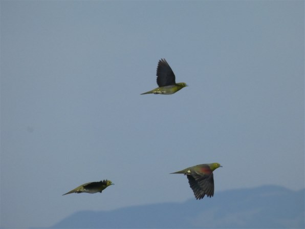 パナソニック LUMIX DC-FZ85で撮影された写真 - 価格.com