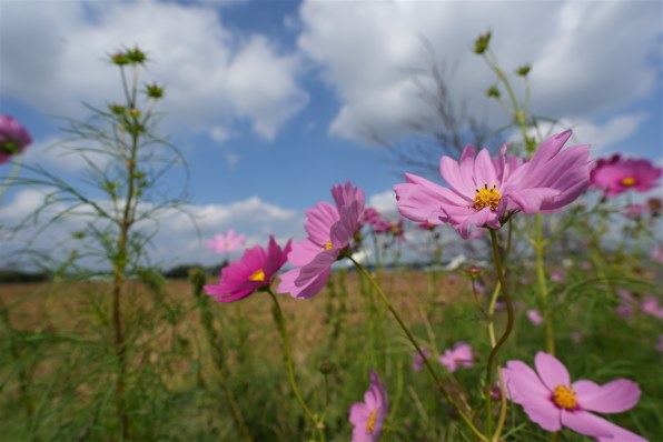 SONY GM FE16-35mm F2.8【作例有り】 SONY FE 16-35mm F2.8 GM SEL1635GMを徹底解説。作例から