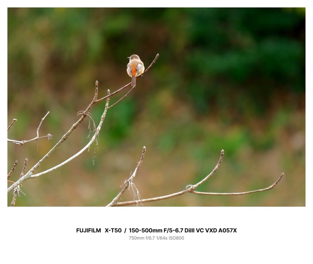 被写体認識AF-Cを改善して欲しい!』 富士フイルム FUJIFILM X 被写体認識AF-Cを改善して欲しい!』 富士フイルム FUJIFILM X