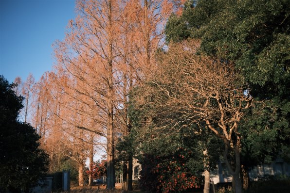 コシナ フォクトレンダー NOKTON 23mm F1.2 Aspherical X-mountで撮影