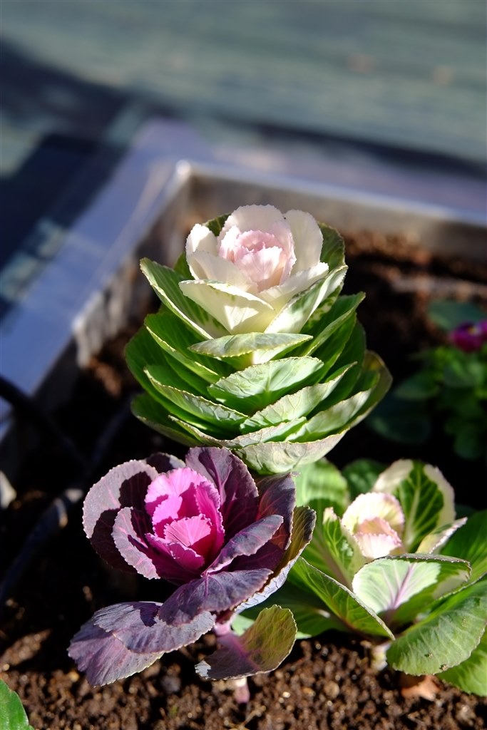 最安値 VILTROX AF 56/1.7 XF レンズ CPL付（Amazon.co.jp: Viltrox 