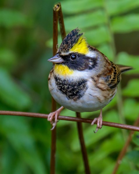 Z50Ⅱ」！Z8より優れた鳥認識、フルサイズ必要か！』 ニコン Z50II