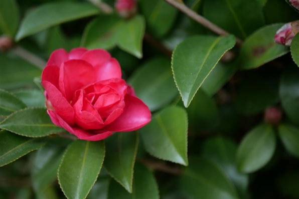 パナソニック LUMIX G 25mm/F1.7 ASPH. H-H025-K [ブラック パナソニック LUMIX G 25mm/F1.7 ASPH. H-H025-K [ブラック