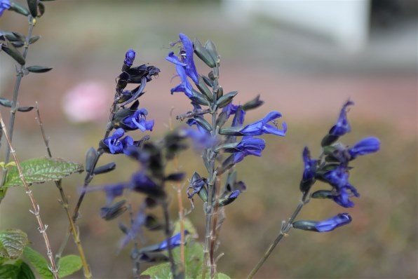 パナソニック　25mm f1.7 ブラック Review: Panasonic Lumix G 25mm f/1.7 -