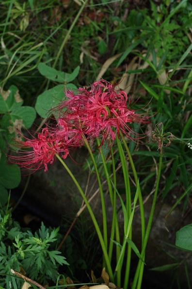 ペンタックス smc PENTAX-FA 50mmF1.4 Classic投稿画像・動画 ペンタックス smc PENTAX-FA 50mmF1.4 Classic投稿画像・動画