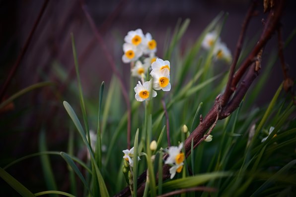 Voigtlander 50mm F1 Aspherical ニコンZ コシナ フォクトレンダー