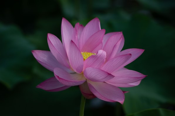 今でも味のあるカメラ』 CANON EOS 6D ボディ にょろにょろ 今でも味のあるカメラ』 CANON EOS 6D ボディ にょろにょろ