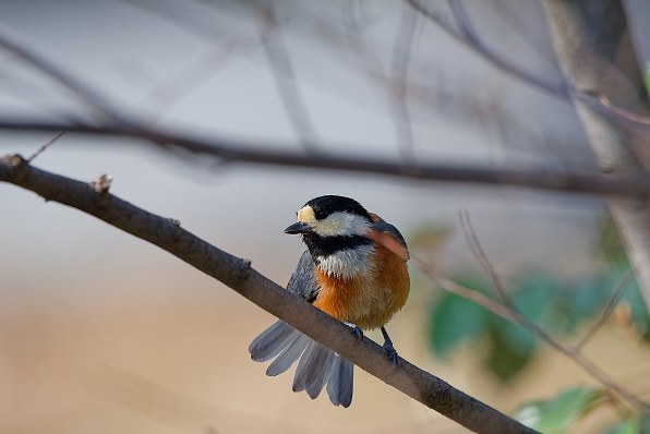 シグマ 150-600mm F5-6.3 DG OS HSM Contemporary [ニコン用
