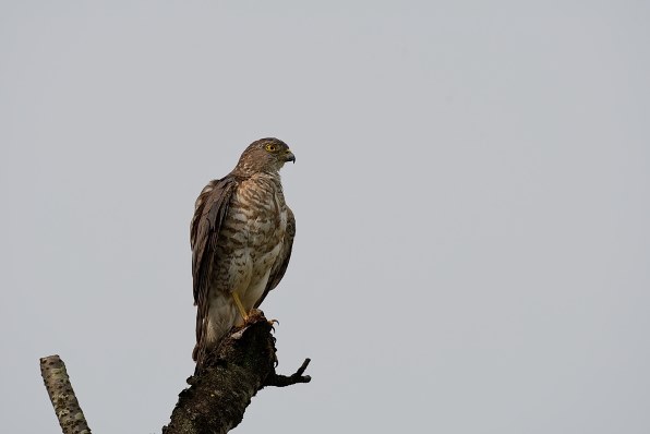 シグマ 150-600mm F5-6.3 DG OS HSM Contemporary [ニコン用]投稿画像
