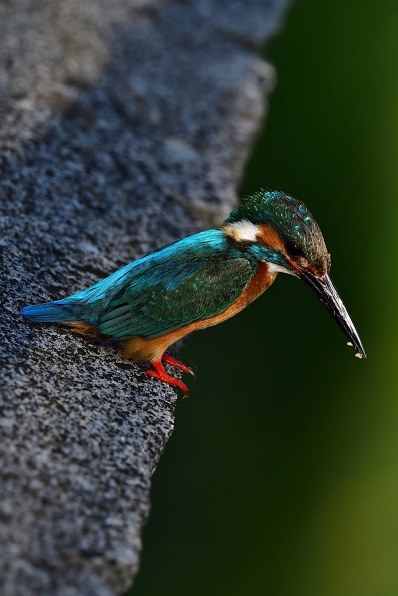 シグマ 150-600mm F5-6.3 DG OS HSM Contemporary [ニコン用]投稿画像