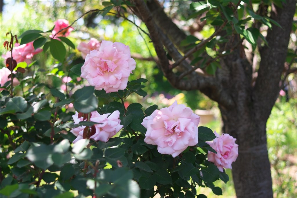 実用十分な描写性能を備えています！』 マミヤ Mamiya C 55-110mm F4