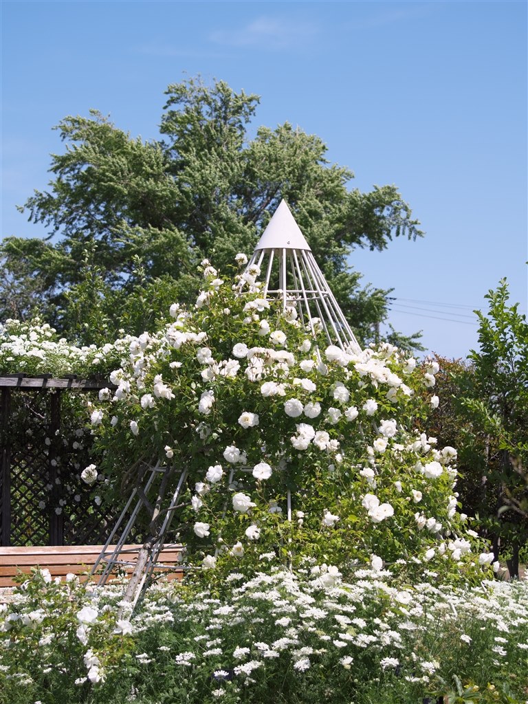 実用十分な描写性能を備えています！』 マミヤ Mamiya C 55-110mm F4