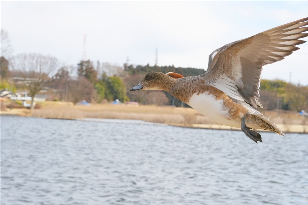 α6000シリーズに必須の神レンズ』 シグマ 56mm F1.4 DC DN [ソニーE用