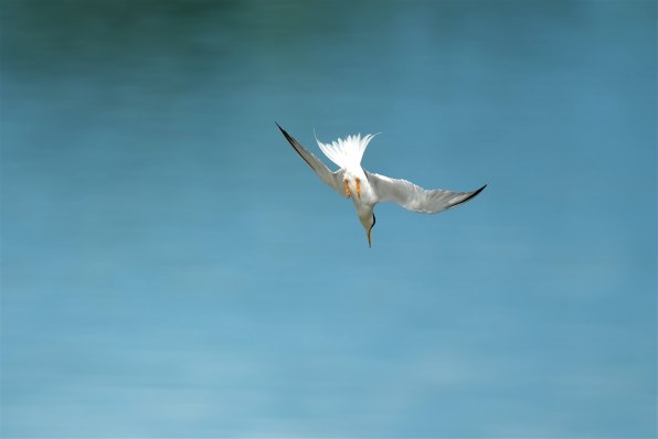 シグマ 500mm F5.6 DG DN OS [ソニーE用] レビュー評価・評判 - 価格.com