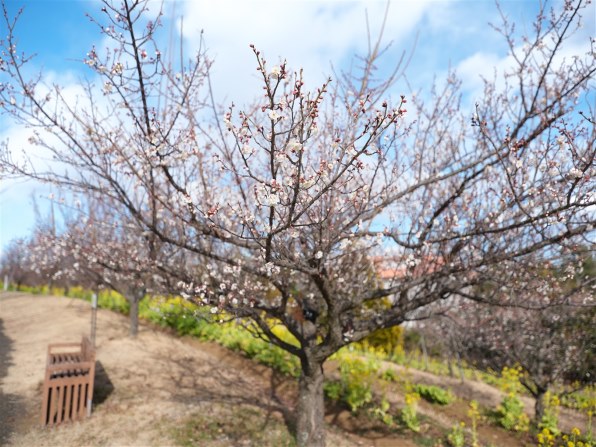 TAMRON SP 15-30mm F/2.8 Di VC USD (Model A012) [ニコン用]投稿画像