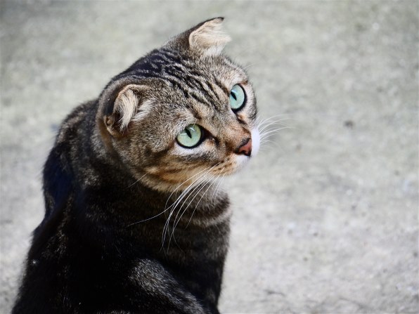 パナソニック LUMIX G VARIO 35-100mm/F4.0-5.6 ASPH./MEGA パナソニック LUMIX G VARIO 35-100mm/F4.0-5.6 ASPH./MEGA