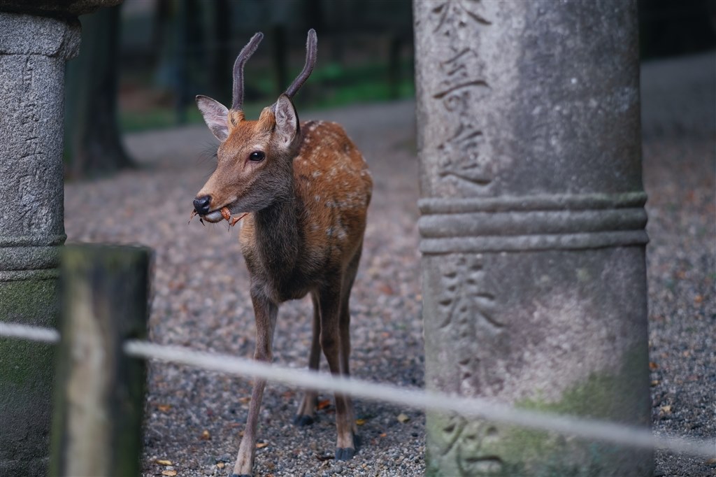 Fujifilm X-pro2 ボディ作例あり Fujifilm X-pro2 ボディ作例あり 唯一無二】9年経っても手放せない『