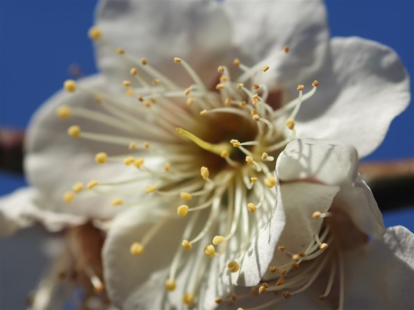 シグマ MACRO 105mm F2.8 EX DG (ﾌｫｰｻｰｽﾞ用)投稿画像・動画 - 価格.com