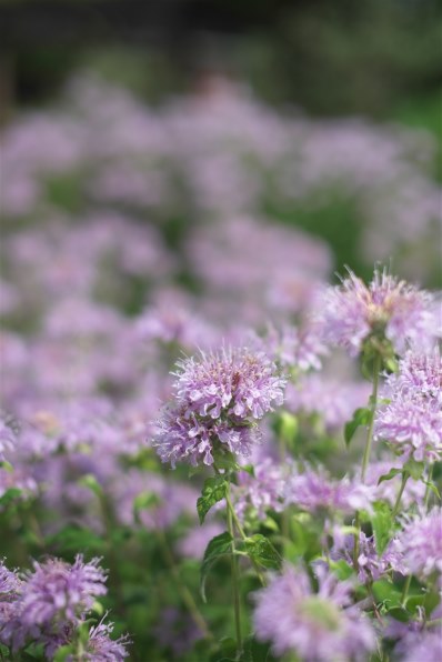 シグマ 50mm F1.4 EX DG HSM (ﾆｺﾝ用)投稿画像・動画 - 価格.com