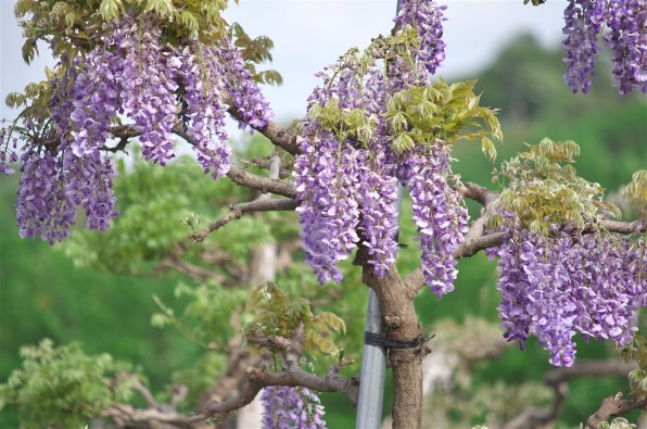 シグマ APO 50-150mm F2.8 II EX DC HSM (ペンタックス用)投稿画像