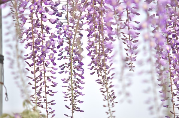 シグマ APO 50-150mm F2.8 II EX DC HSM (ペンタックス用) 価格比較