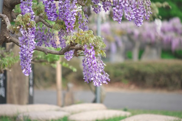 シグマ APO 50-150mm F2.8 II EX DC HSM (ペンタックス用)投稿画像