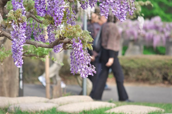 シグマ APO 50-150mm F2.8 II EX DC HSM (ペンタックス用)投稿画像