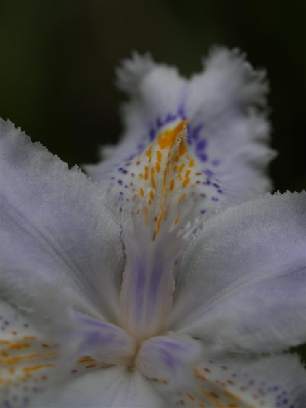 オリンパス ズイコーデジタル 35mm F3.5 Macro投稿画像・動画 - 価格.com