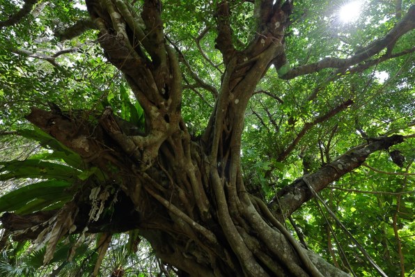 CANON RF16-28mm F2.8 IS STMで撮影された写真 (レビュー