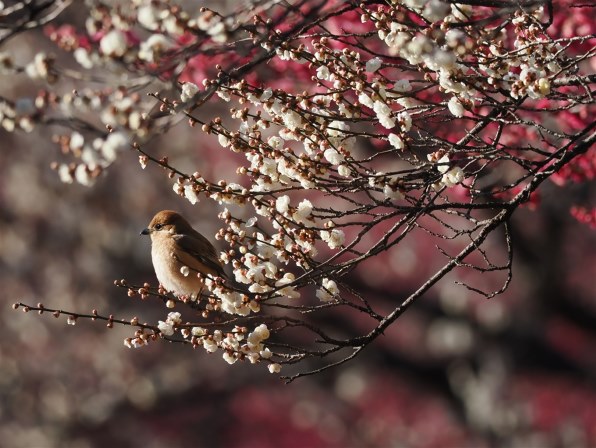 オリンパス M.ZUIKO DIGITAL ED 300mm F4.0 IS PRO 価格比較 - 価格.com