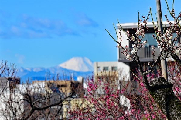 ニコン NIKKOR Z 70-200mm f/2.8 VR Sで撮影された写真 (レビュー