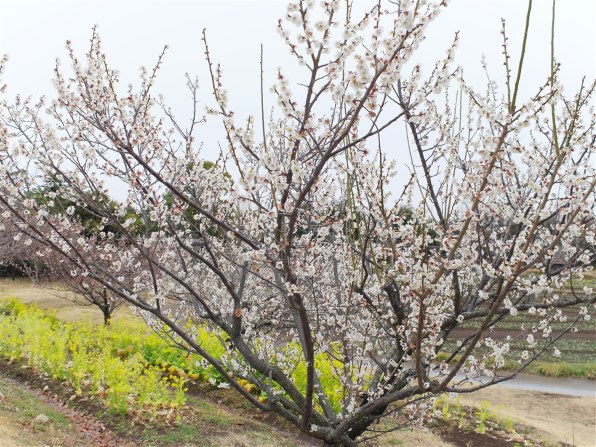 コシナ フォクトレンダー NOKTON 17.5mm F0.95投稿画像・動画 - 価格.com