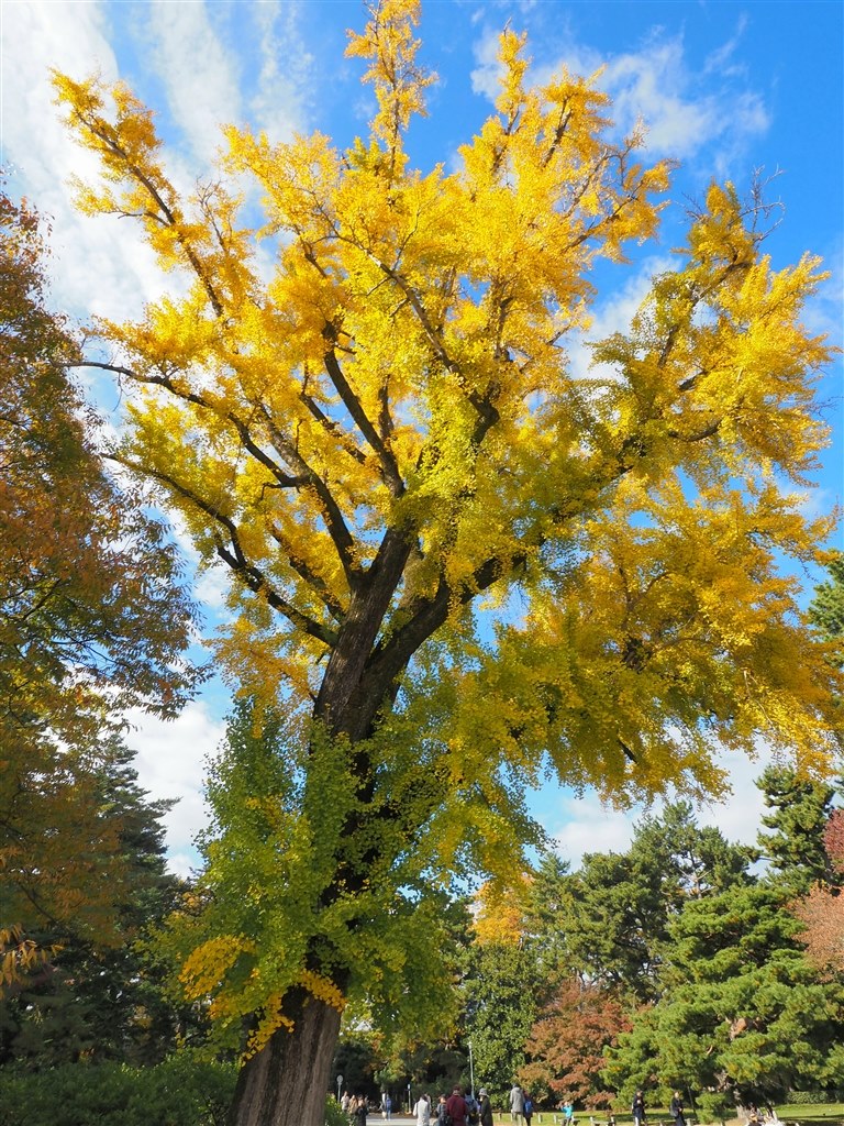 大満足』 オリンパス M.ZUIKO DIGITAL ED 9-18mm F4.0-5.6 両津テツ