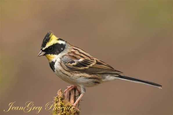 ニコン Z f ボディ [ブラック]投稿画像・動画 (レビュー) - 価格.com