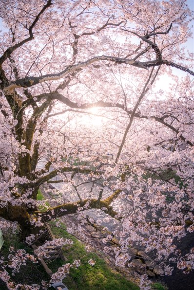 ヒア トシ【超美品】EF8-15mm F4L フィッシュアイ USM EF8-15mm F4L フィッシュアイ USM - キヤノンカメラミュージアム