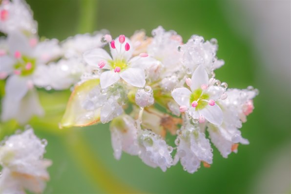 CANON EF100mm F2.8L マクロ IS USM レビュー評価・評判 - 価格.com CANON EF100mm F2.8L マクロ IS USM レビュー評価・評判 - 価格.com