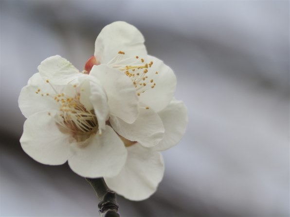 シグマ MACRO 105mm F2.8 EX DG (ﾌｫｰｻｰｽﾞ用)投稿画像・動画