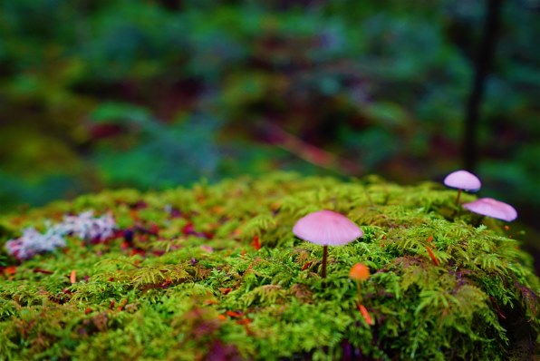 SONY Vario-Tessar T* FE 16-35mm F4 ZA OSS SEL1635Zで撮影された写真