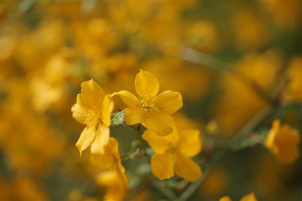 パナソニック LUMIX S 100mm F2.8 MACRO S-E100で撮影された写真