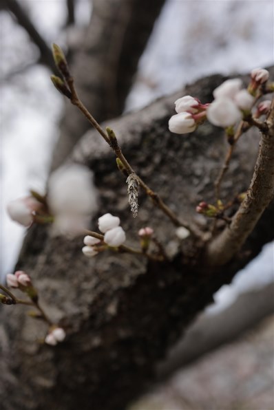CANON RF35mm F1.8 マクロ IS STM投稿画像・動画 - 価格.com CANON RF35mm F1.8 マクロ IS STM投稿画像・動画 - 価格.com