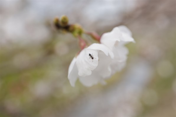 CANON RF35mm F1.8 マクロ IS STM投稿画像・動画 - 価格.com CANON RF35mm F1.8 マクロ IS STM投稿画像・動画 - 価格.com