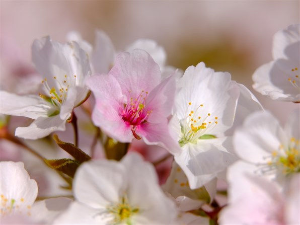 富士フイルム フジノンレンズ GF120mmF4 R LM OIS WR Macroで撮影され