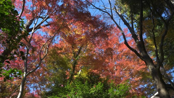 SONY E PZ 18-105mm F4 G OSS SELP18105Gで撮影された写真