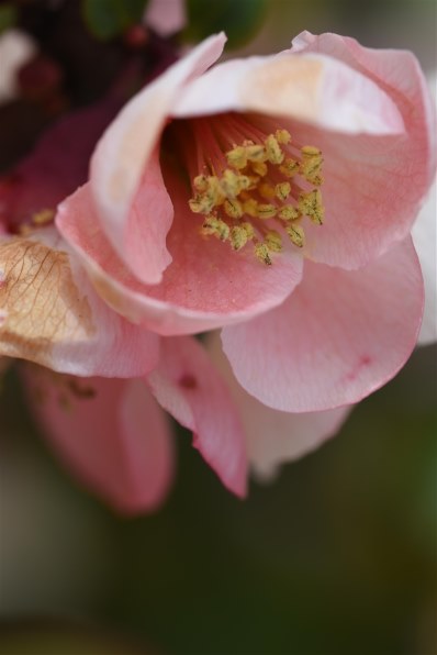 ニコン D7200 ボディで撮影された写真 (レビュー) - 価格.com