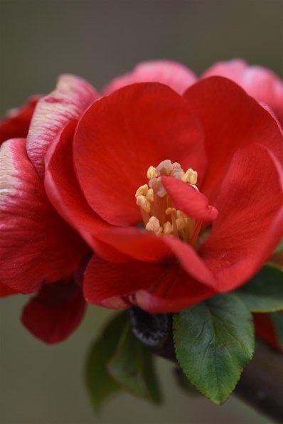 ニコン D7200 ボディで撮影された写真 (レビュー) - 価格.com