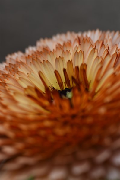 ニコン D7200 ボディで撮影された写真 (レビュー) - 価格.com