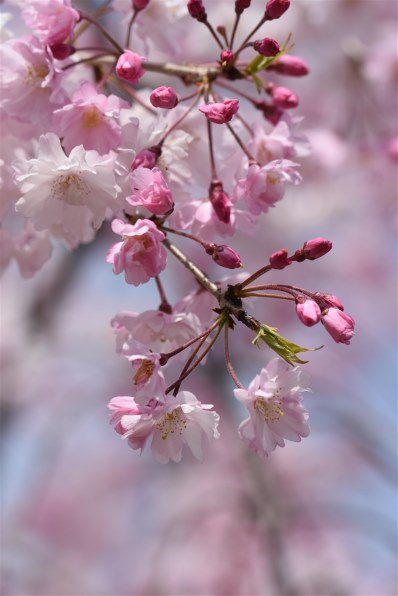 ニコン D7200 ボディで撮影された写真 (レビュー) - 価格.com